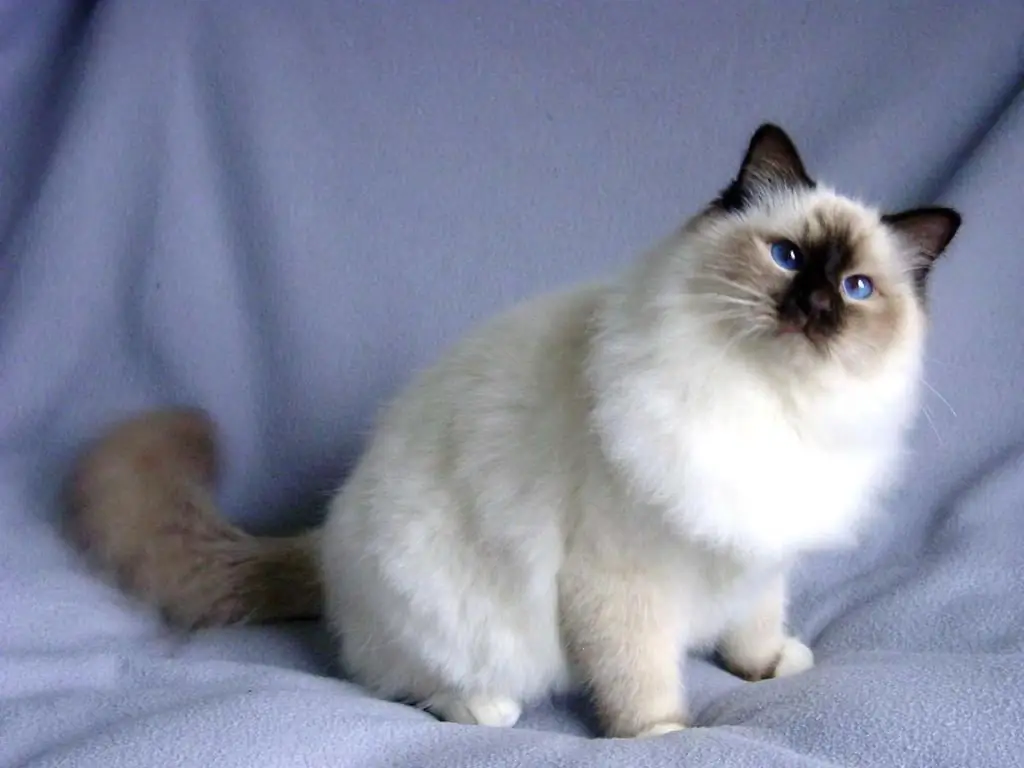 snowshoe cat