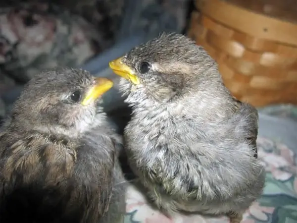 comment nourrir les poussins de moineaux