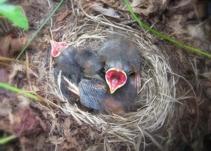 কিভাবে একটি শিশু চড়ুই বাড়াতে