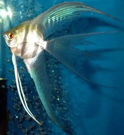 quali pesci d'acquario sono senza pretese