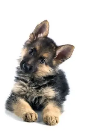 Paano pumili ng mga tuta ng German Shepherd? Konseho ng mga cinematographer. Ano ang hitsura ng mga tuta ng German Shepherd?