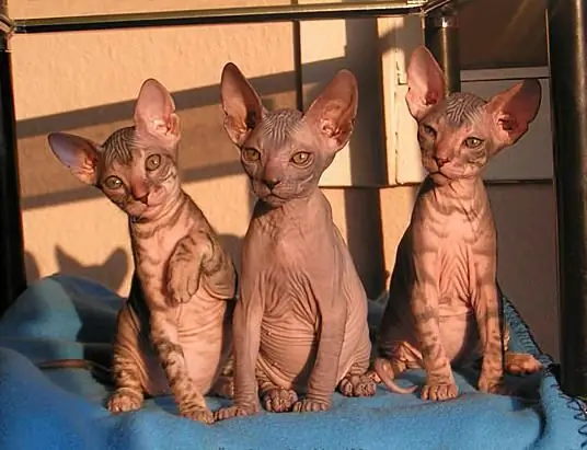 Brossez les chatons Don Sphynx