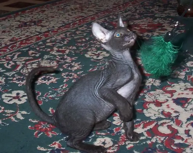 Kujdesi për furçën Don Sphynx