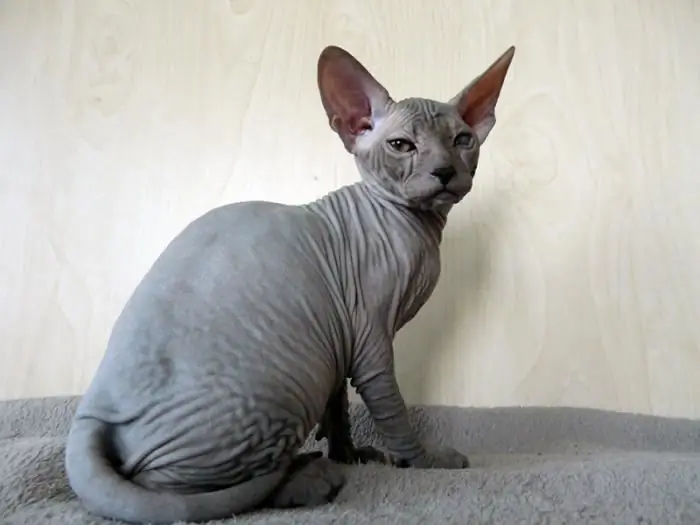 Don Sphynx fırça rəyləri