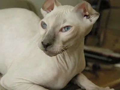 Presyo ng Don Sphynx brush