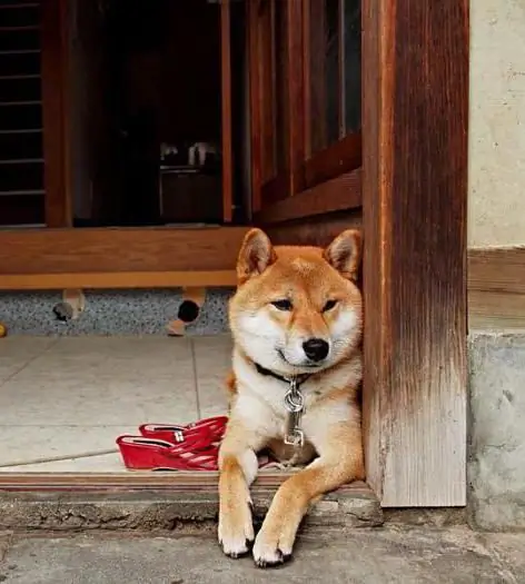 tilki benzeri köpek ırkları