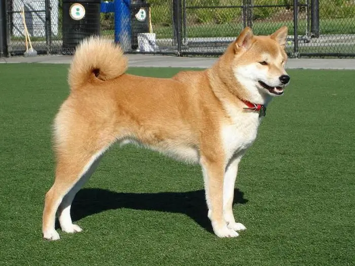 chiens populaires qui ressemblent à un renard