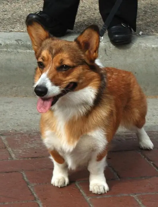 chien ressemblant à un renard avec de grandes oreilles