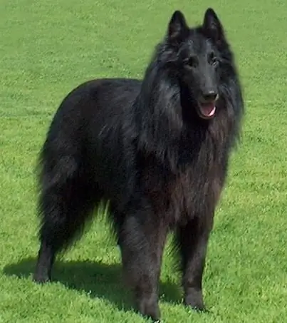 Foto vom belgischen Schäferhund