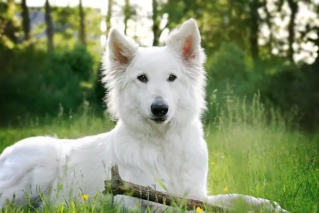 anjing gembala swiss putih