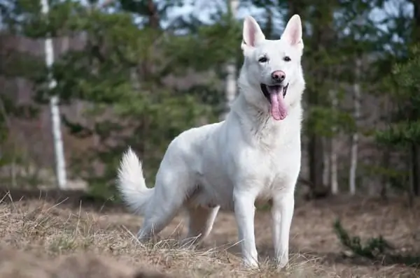 swiss shepherd breed