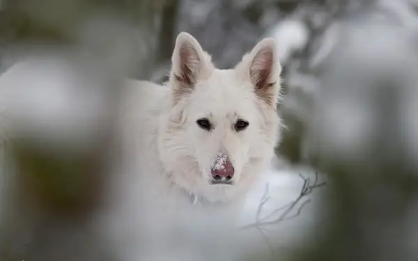 swiss shepherd dog