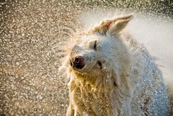 rasse schweizer schäferhund