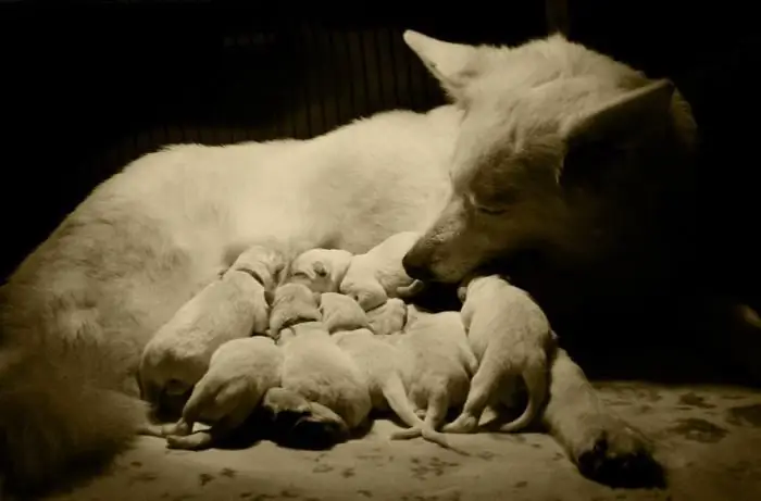 rasstandaard witte zwitserse herder