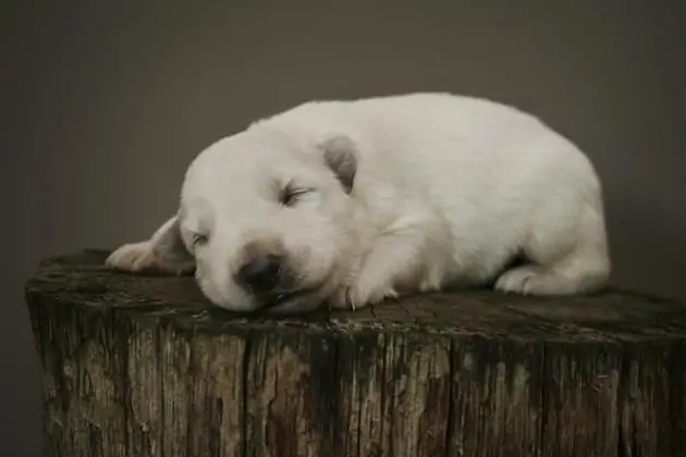 ulasan anjing gembala swiss putih