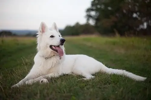 white swiss shepherd price