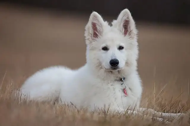 white swiss shepherd character