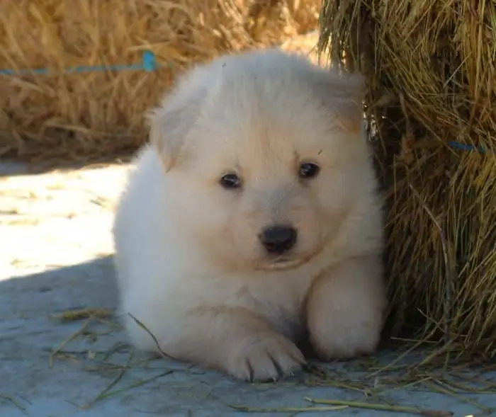 swiss shepherd dog