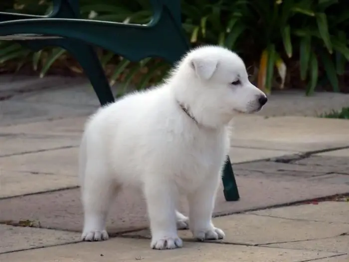 swiss shepherd puppies