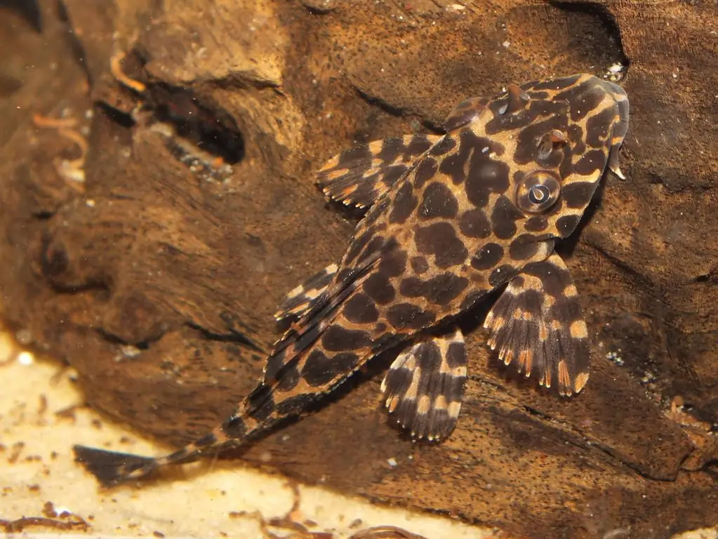 Leopard Brocade Pterygoplicht