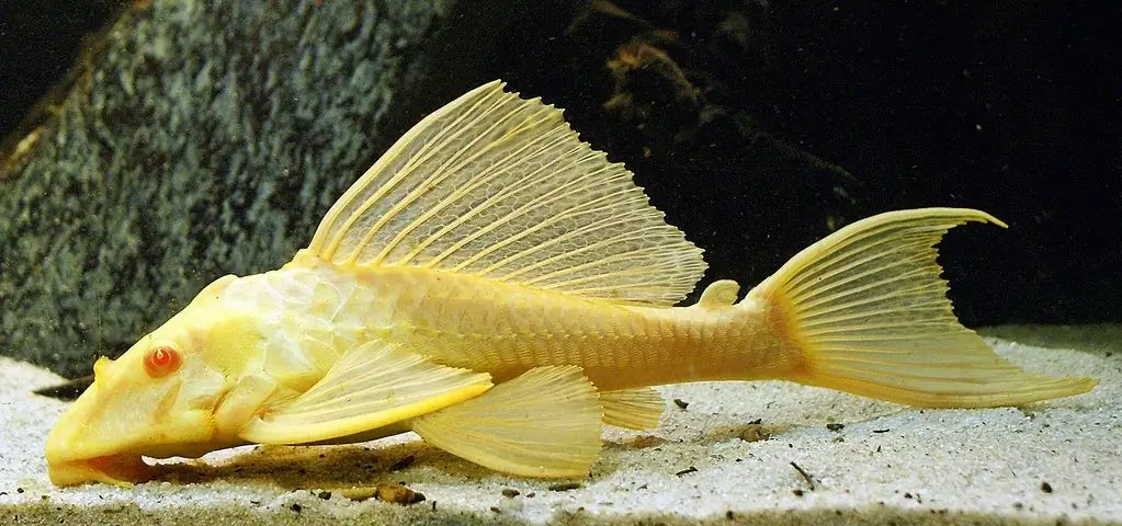 Pterygoplicht brokade albino