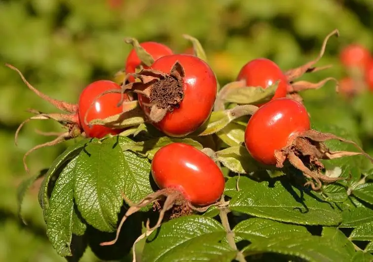 Rosehip contraindications during pregnancy